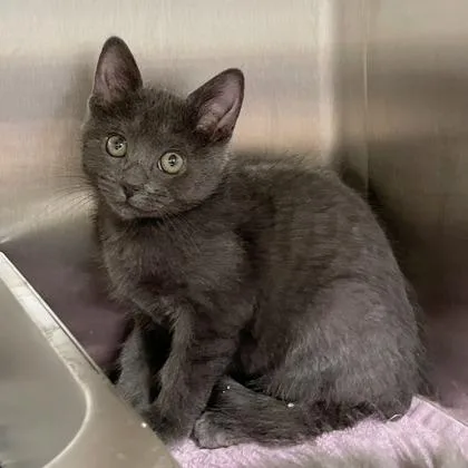 A baby small-sized female Domestic Short Hair cat named Canoe for adoption in Wheaton, IL