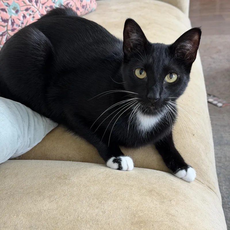 An adult medium-sized female Black & White / Tuxedo Domestic Short Hair cat named Opal for adoption in Houston, TX