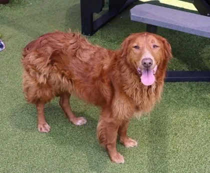 A senior large-sized female Mixed Breed dog named Abbey for adoption in Athens, GA