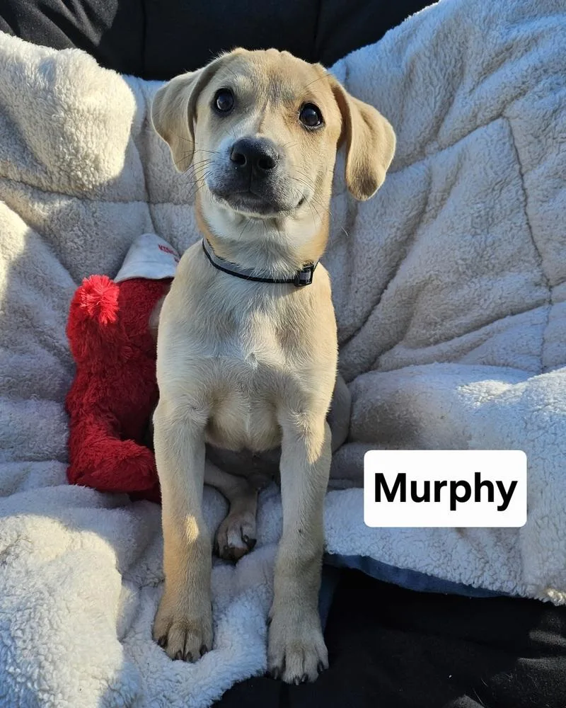 A baby large-sized male Yellow / Tan / Blond / Fawn Mixed Breed dog named Murphy for adoption in Lansing, MI