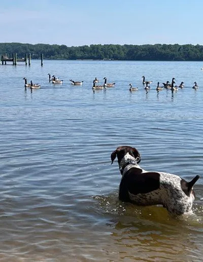 A young large-sized male German Shorthaired Pointer dog named Toro for adoption in Alexandria, VA