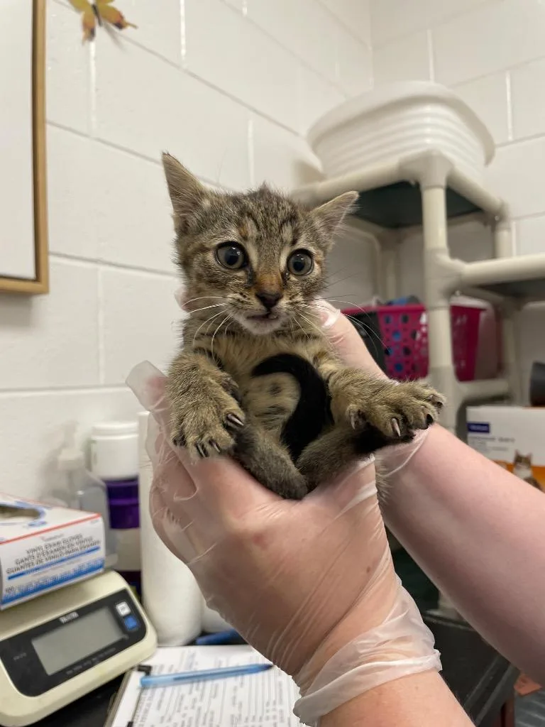 A baby small-sized female Domestic Short Hair cat named Bessie for adoption in Oxford, NC