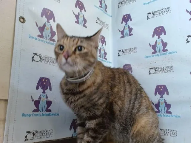 An adult small-sized female Domestic Short Hair cat named Grace for adoption in Orlando, FL