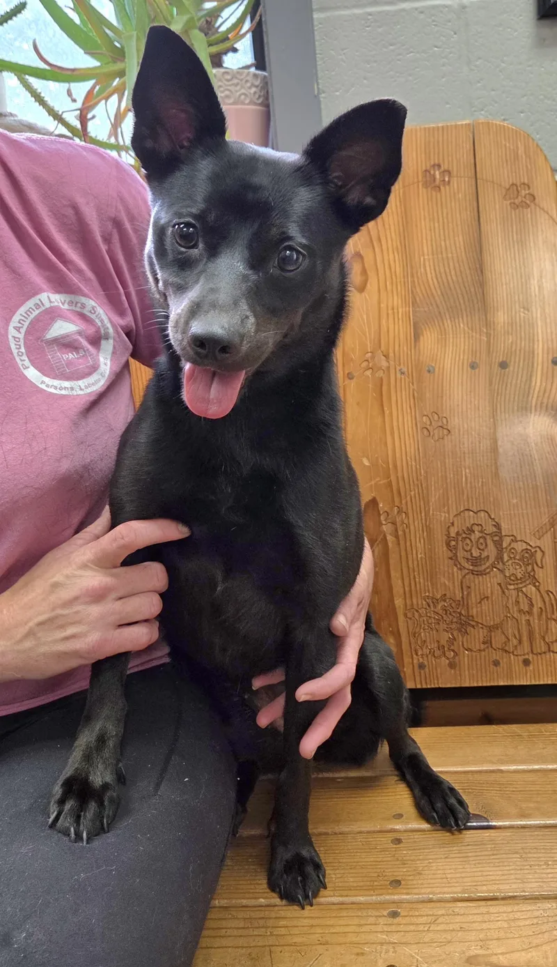 A young small-sized female Black Terrier dog named Eloise for adoption in Parsons, KS