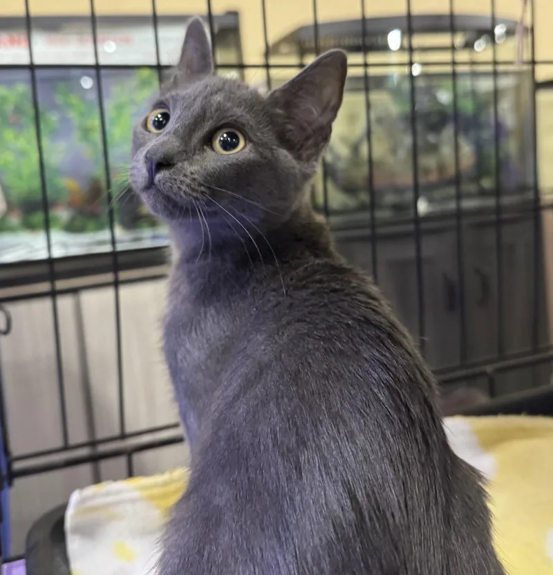 A baby medium-sized female Gray / Blue / Silver Domestic Short Hair cat named Merriment for adoption in Oviedo, FL