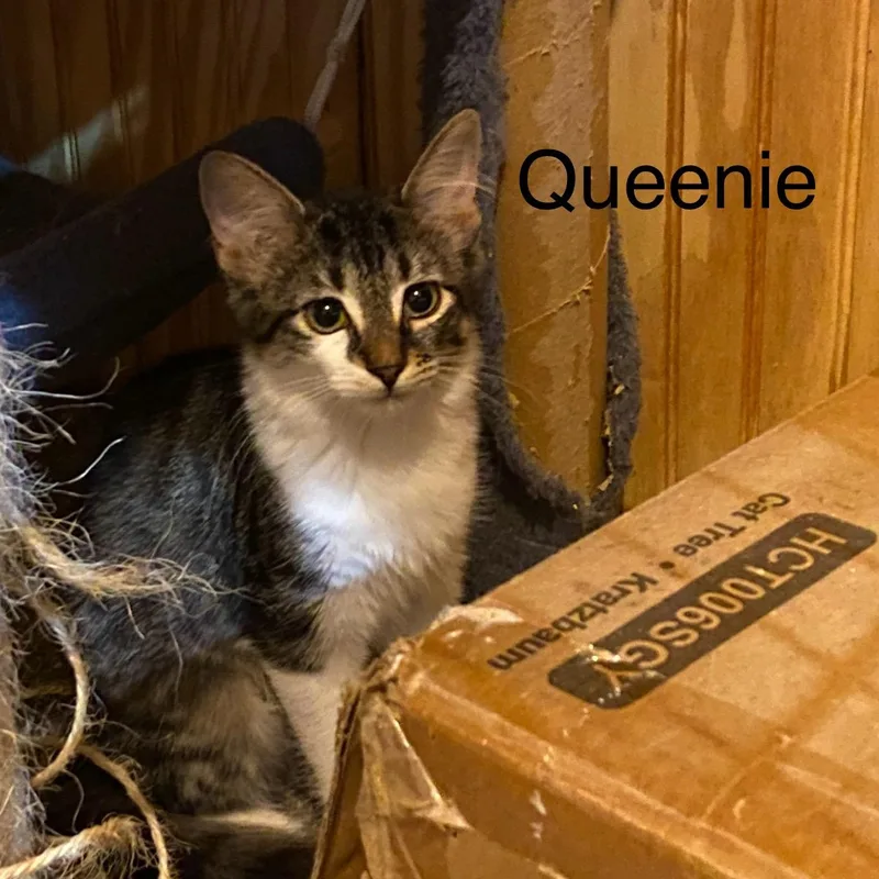 Queenie thumbnail 2