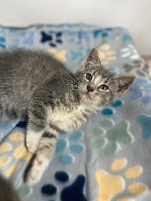A baby medium-sized male Gray & White Domestic Short Hair cat named Ash for adoption in Lakeville, MN