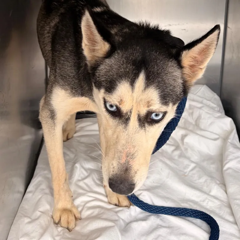 A young medium-sized female Black Husky dog named Delta for adoption in Philadelphia, PA