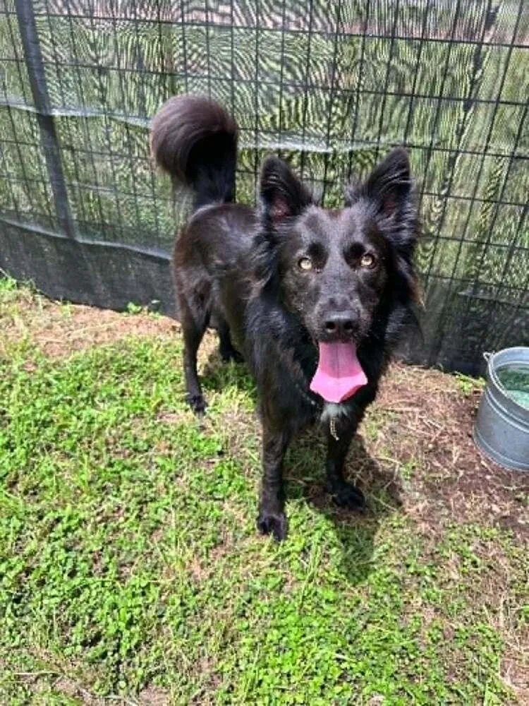An adult medium-sized female Tricolor (Brown, Black, & White) Mixed Breed dog named Precious for adoption in Scott, LA