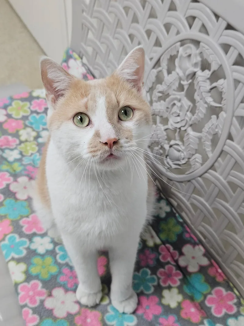 An adult medium-sized male Buff & White Domestic Short Hair cat named Chester for adoption in Westbrook, CT