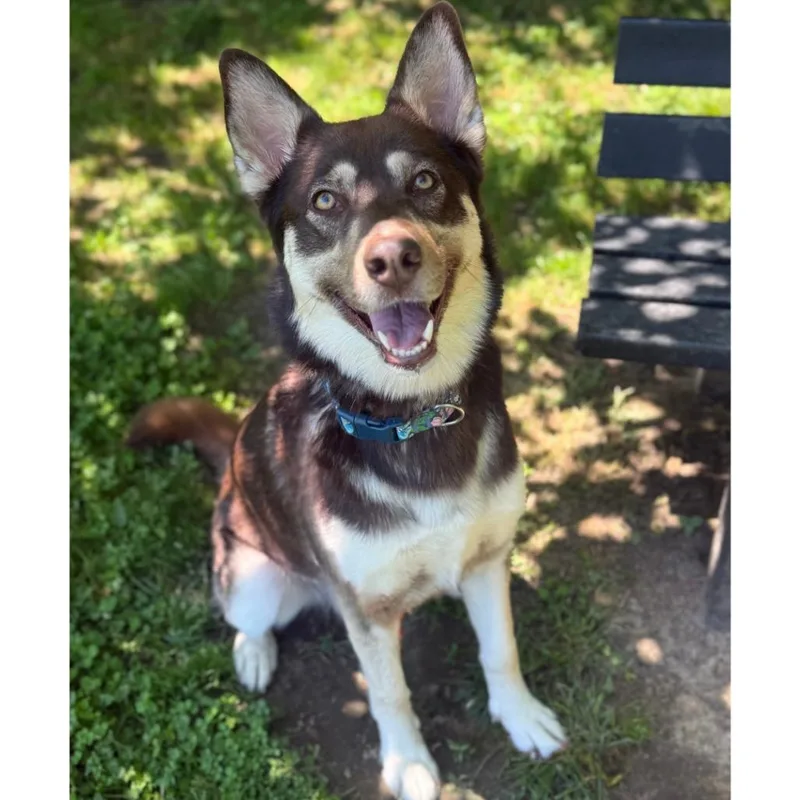 An adult large-sized female Brown / Chocolate Husky dog named Sadie Sink for adoption in Ridgely, MD
