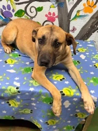 A young small-sized male Black Mouth Cur dog named Salvage for adoption in Brookhaven, MS