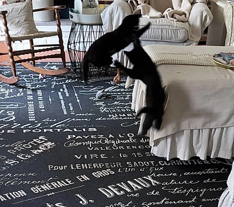 Isaac And Indy thumbnail 3