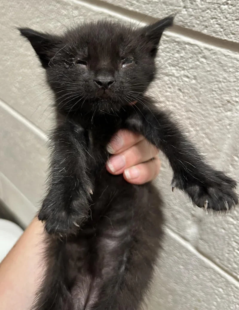 Isaac And Indy thumbnail 4