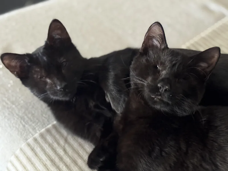 Isaac And Indy thumbnail 6