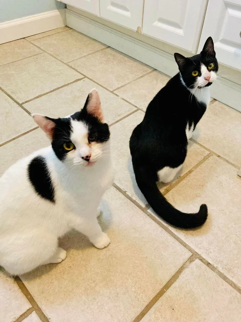 An adult medium-sized female Domestic Short Hair cat named Oreo for adoption in LITTLE MOUNTAIN, SC