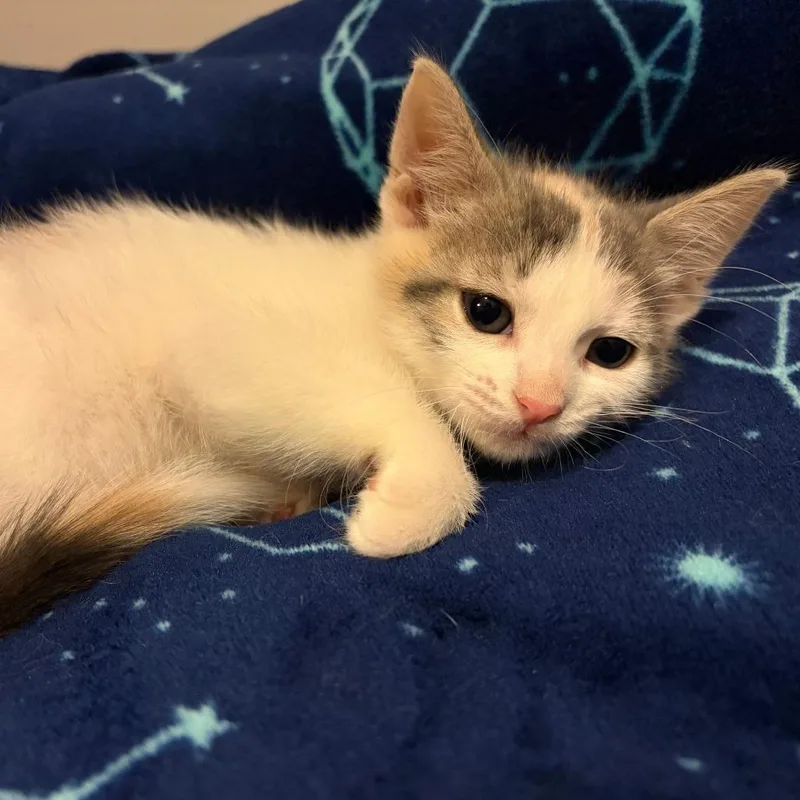 A baby small-sized female Calico Domestic Short Hair cat named Hazel for adoption in Wichita, KS