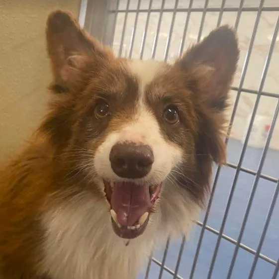 A senior small-sized male Brown / Chocolate Australian Shepherd dog named Cowboy for adoption in Fort Collins, CO