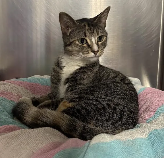 A young medium-sized female Tabby (Buff / Tan / Fawn) Domestic Short Hair cat named Miss Myrtle for adoption in Marblehead, MA