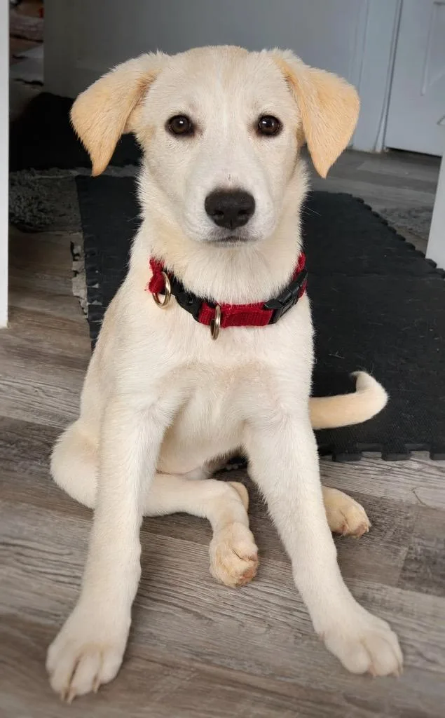 FIFA World Pup