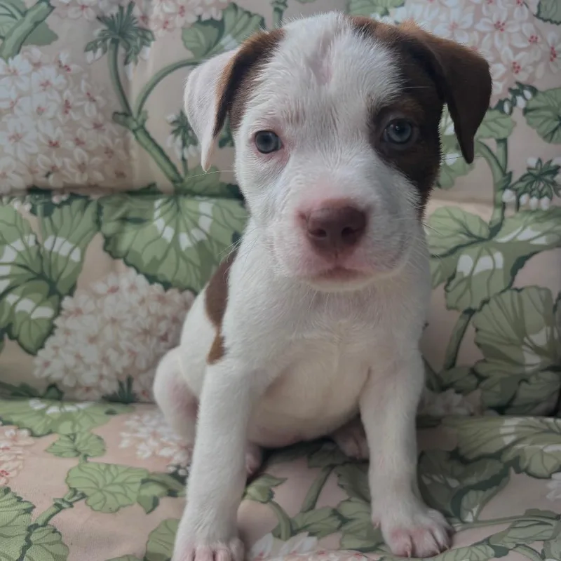 A baby small-sized female White / Cream Terrier dog named Sanji for adoption in Tampa, FL