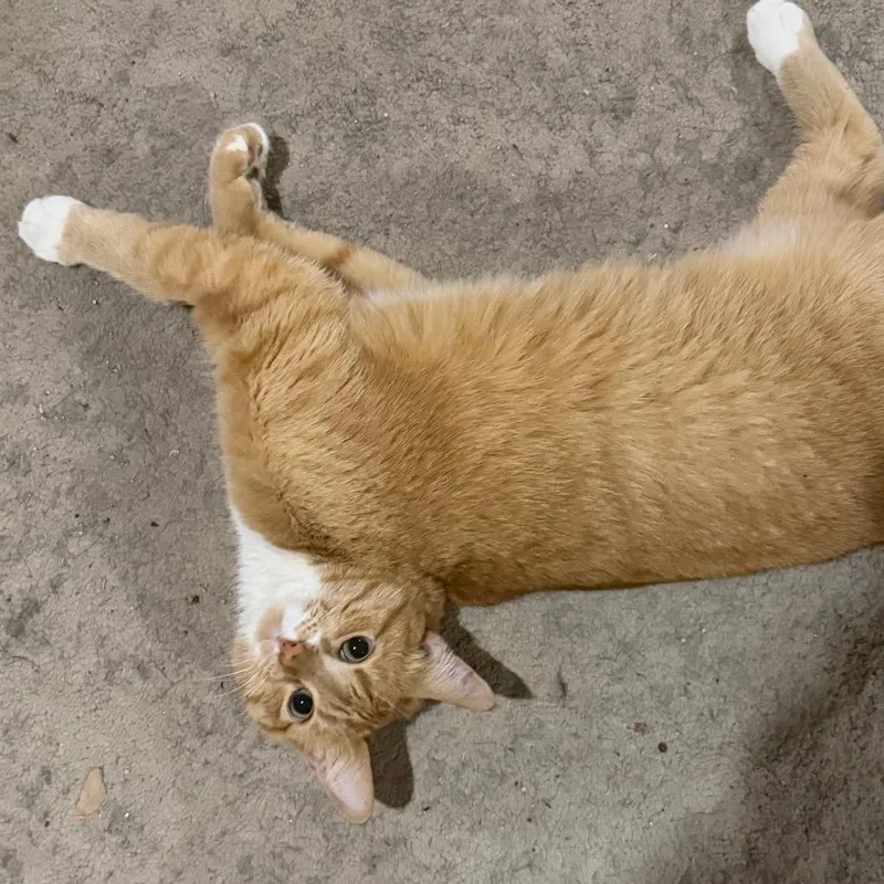 An adult medium-sized female Orange / Red Domestic Short Hair cat named Bert for adoption in Buffalo, MN