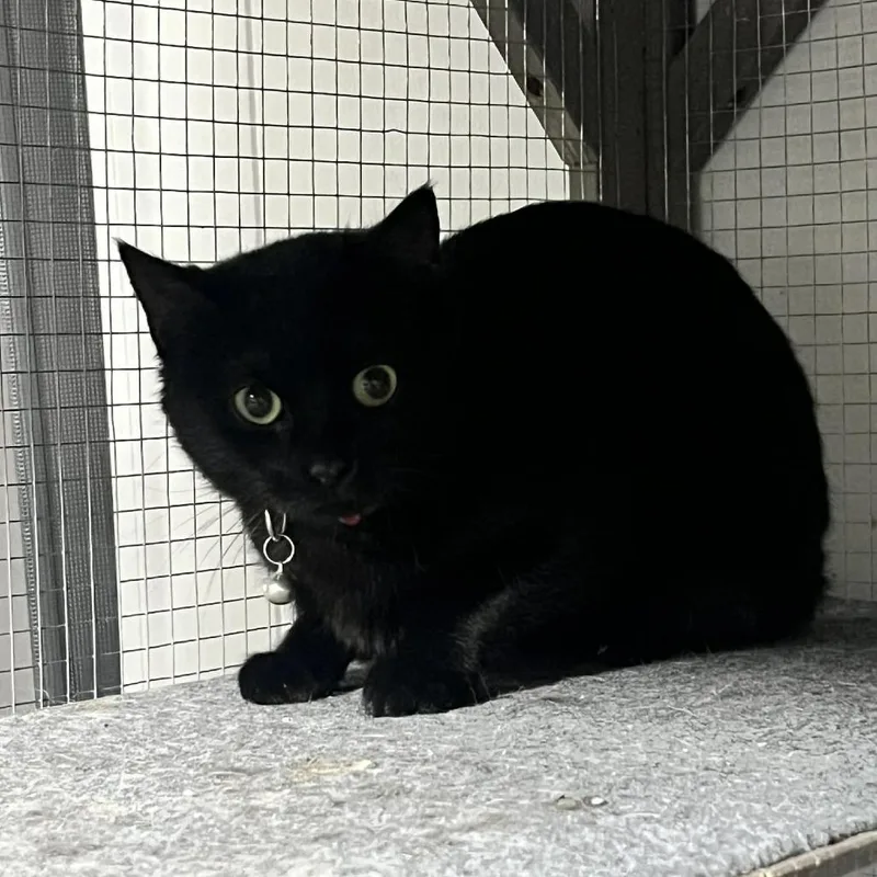 A young small-sized female Black Domestic Short Hair cat named Fae for adoption in Sioux Falls, SD