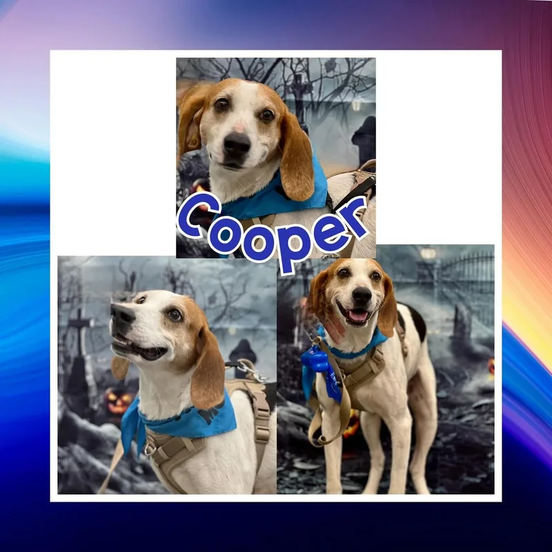 Cooper thumbnail 5