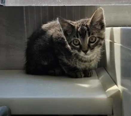 A baby small-sized male Domestic Medium Hair cat named Freedom for adoption in Brighton, CO