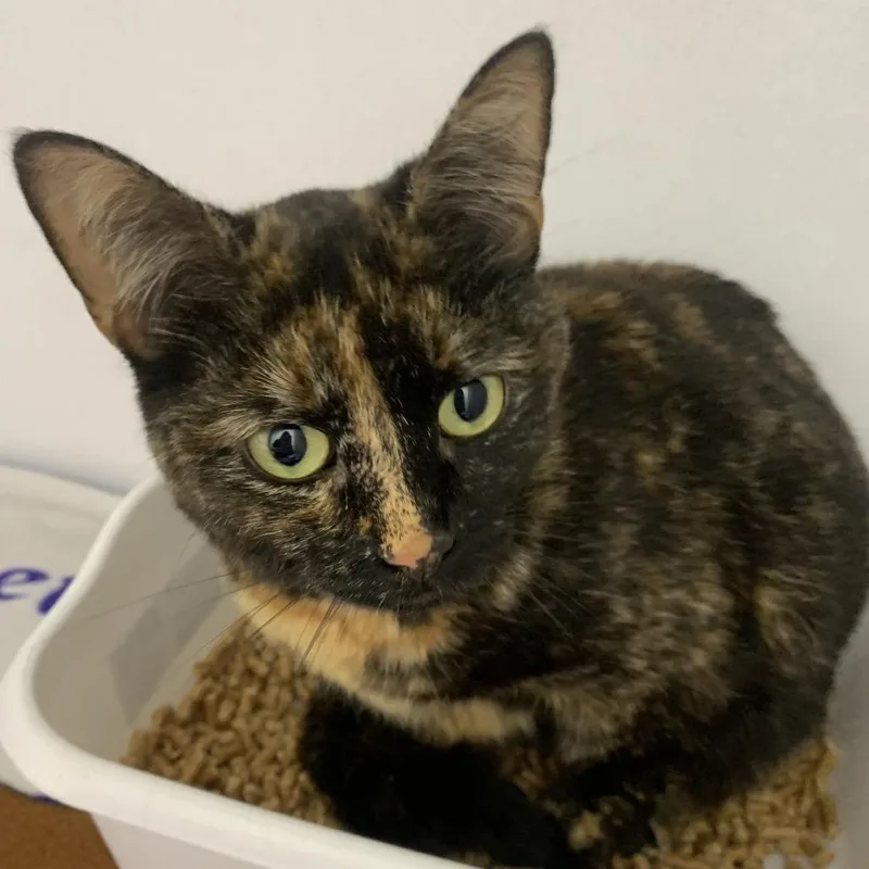 An adult medium-sized female Tortoiseshell Domestic Short Hair cat named Misty for adoption in Franklin, NC