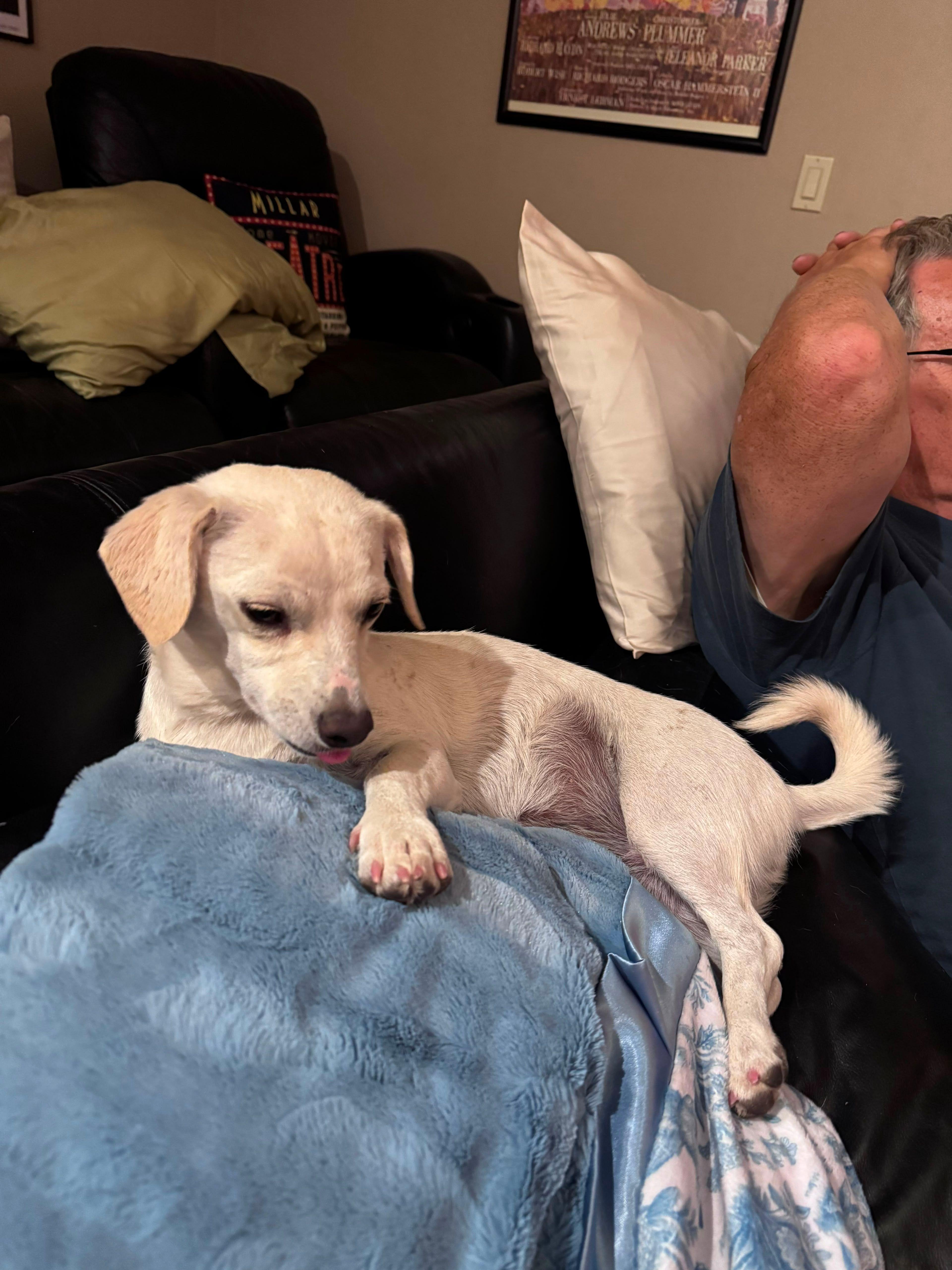 A young small-sized female White / Cream Chihuahua dog named Phoebe for adoption in Coarsegold, CA