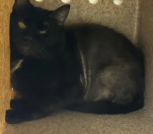 An adult medium-sized male Domestic Short Hair cat named Working Cat  Asterias for adoption in Silverdale, WA