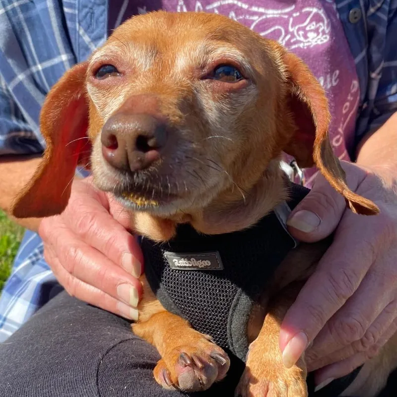 A senior small-sized female Dachshund dog named Zoey for adoption in Quakertown, PA
