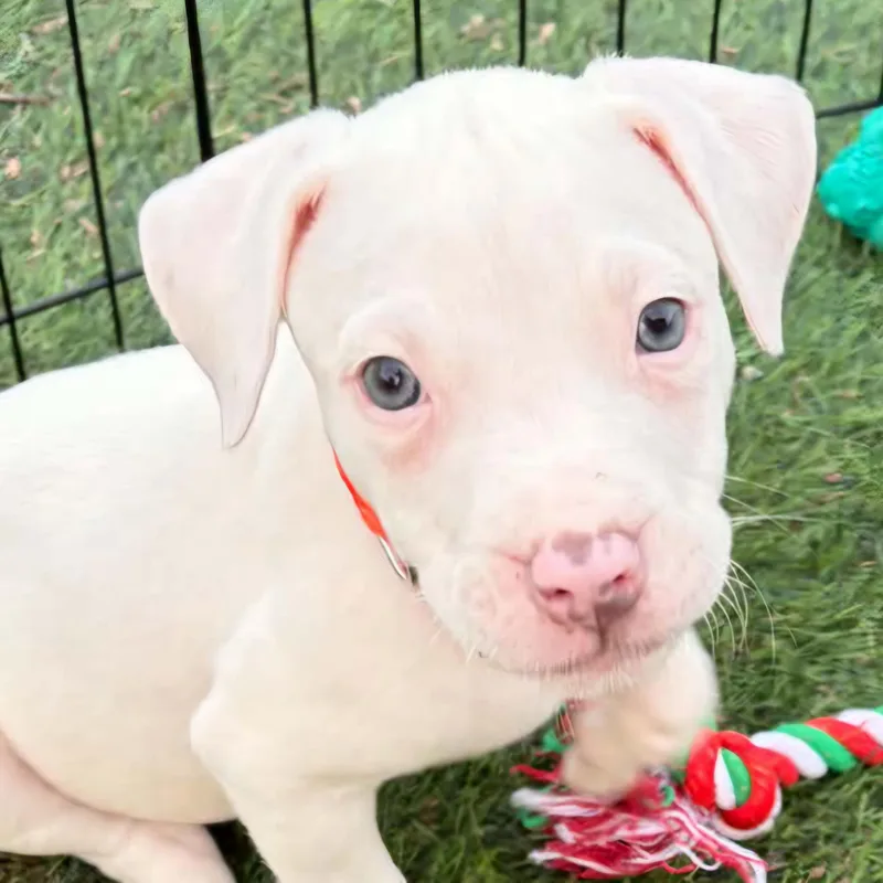 A baby medium-sized female White / Cream Pit Bull Terrier dog named Mae for adoption in Normal, IL