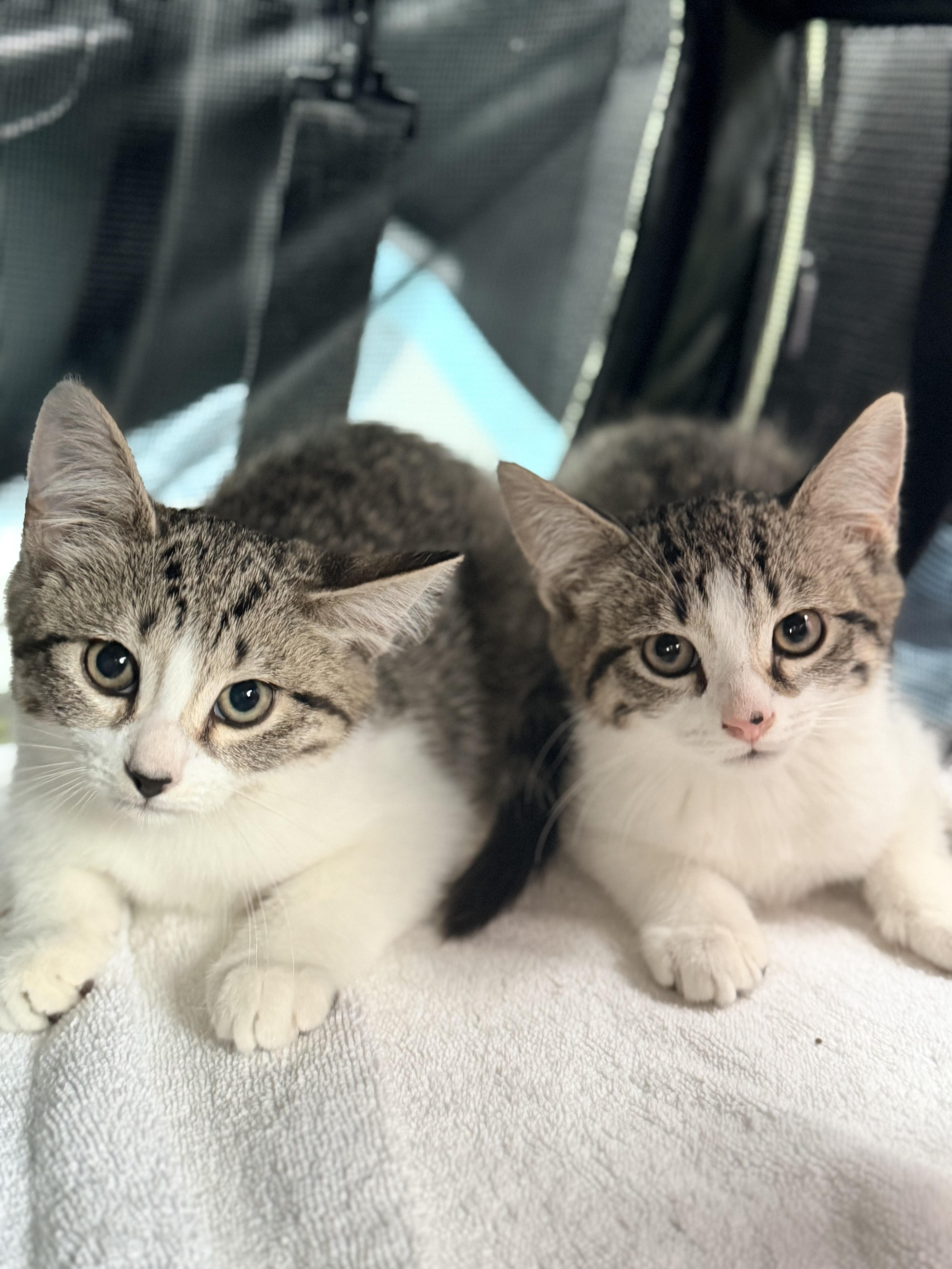 A baby medium-sized female Domestic Short Hair cat named Clover for adoption in Crown Point, IN