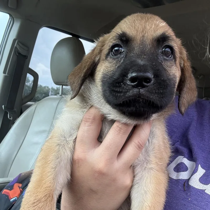 A baby medium-sized female Brown / Chocolate German Shepherd Dog named Willow for adoption in LOXAHATCHEE, FL