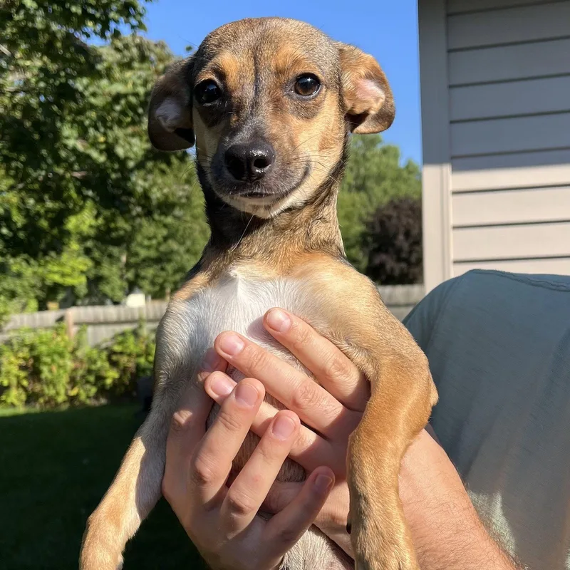 A baby small-sized female Chihuahua dog named Shasta for adoption in New London, WI