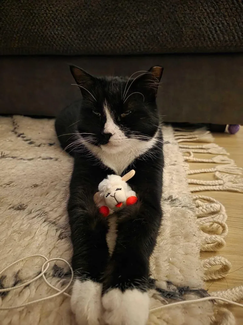 Pookie Poquito thumbnail 2