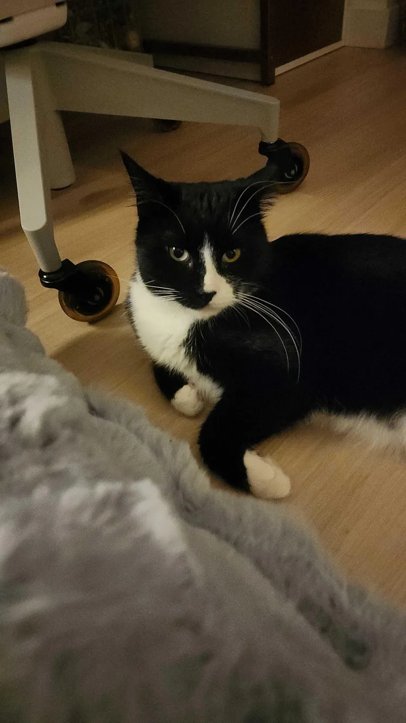 Pookie Poquito thumbnail 4