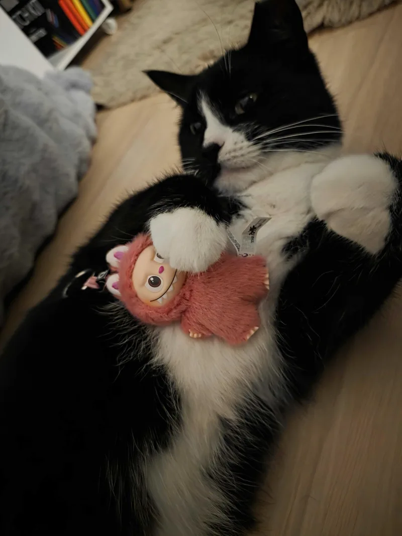 Pookie Poquito thumbnail 6