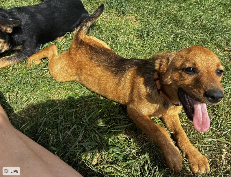 A baby medium-sized female Red / Chestnut / Orange Shepherd dog named Penny for adoption in Davis, CA