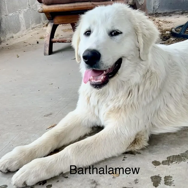 Bartholomew thumbnail 3