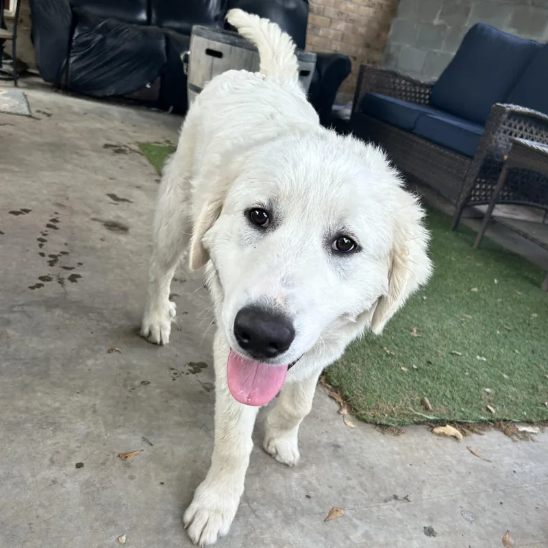 Bartholomew thumbnail 4