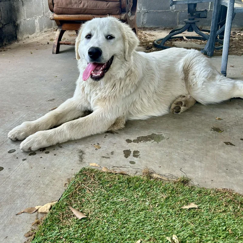 Bartholomew thumbnail 5