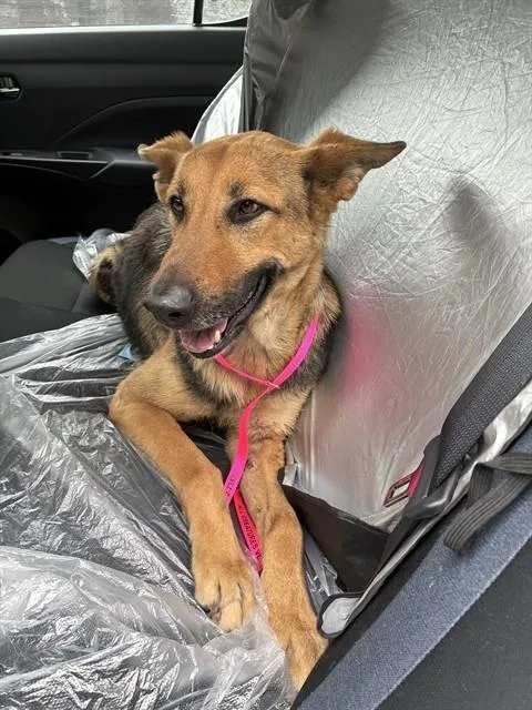 An adult large-sized female German Shepherd Dog dog named Stella for adoption in Stockton, CA