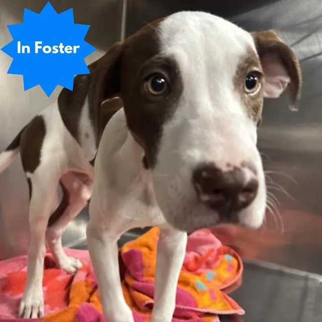 A young small-sized male Pit Bull Terrier dog named Cairo for adoption in Indianapolis, IN