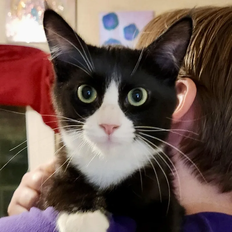 A young medium-sized male Domestic Short Hair cat named Jasper for adoption in Sonora, CA