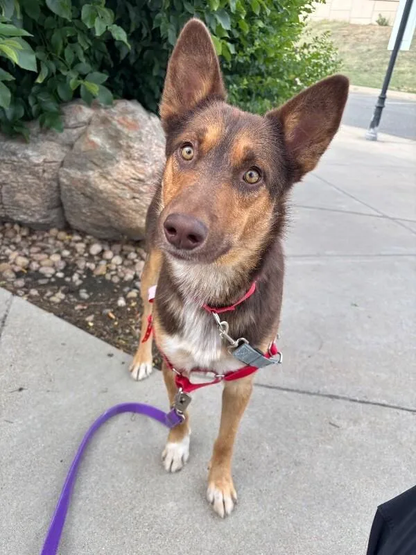 An adult medium-sized male Brown / Chocolate Shepherd dog named Trevor for adoption in Fort Collins, CO