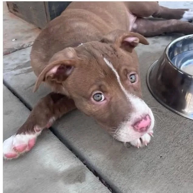 A baby medium-sized female Brown / Chocolate Mixed Breed dog named Ember for adoption in Alexandria, VA