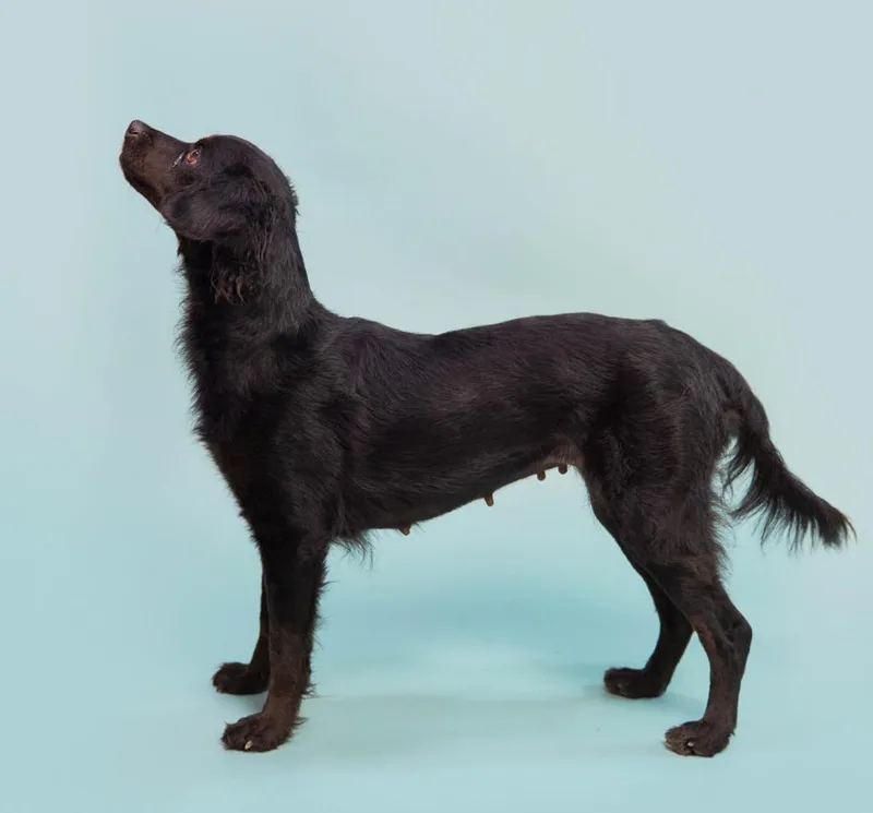 An adult small-sized female Spaniel dog named Kombangwa for adoption in San Diego, CA